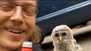 Un homme se lie d'amitié avec un bébé hibou