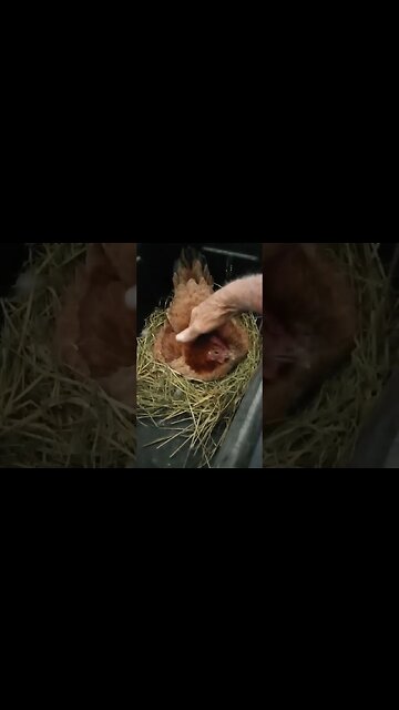 Good Morning Forest day 15 sitting on eggs 14th April 2023