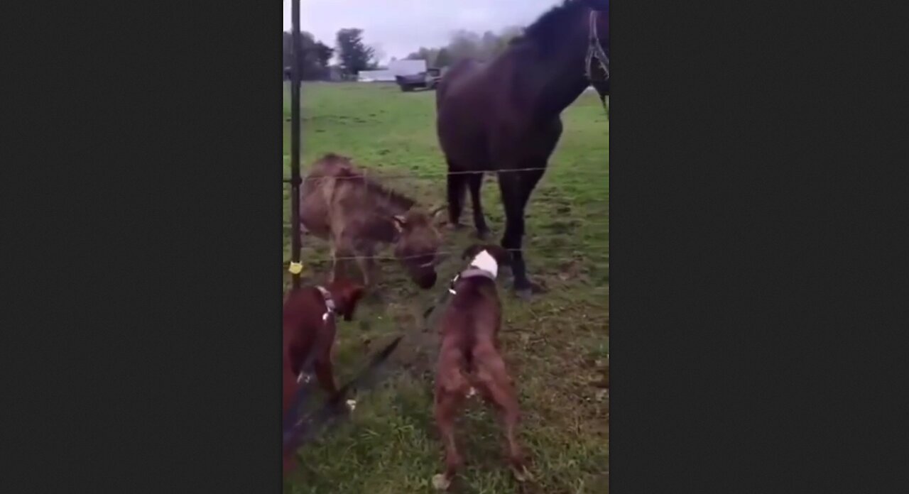 Dog gets spooked & donkey thinks it's hilarious