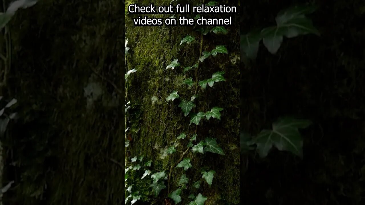 Nature sounds --- relaxing sound of birds in the forest with relaxing music #relaxation #shorts