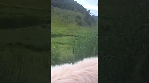 Farm Cam. Rescue Maremma adapting to new life