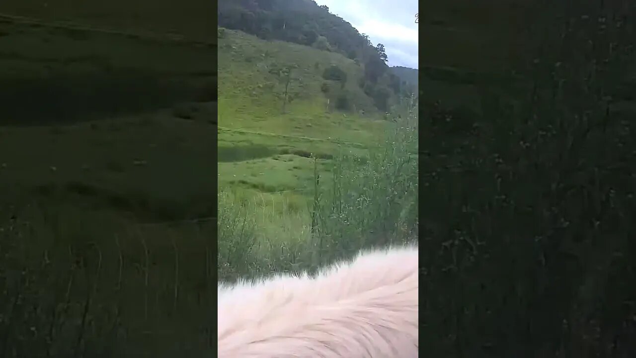 Farm Cam. Rescue Maremma adapting to new life