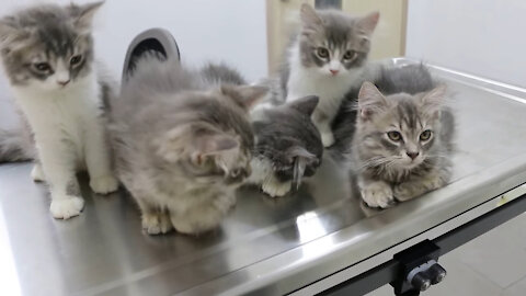 cute Kitten Getting vaccinated