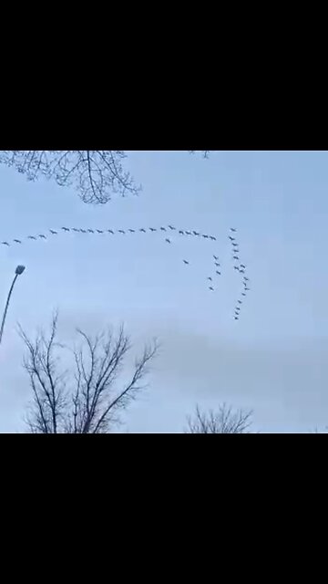 Birds drawing designs in the sky