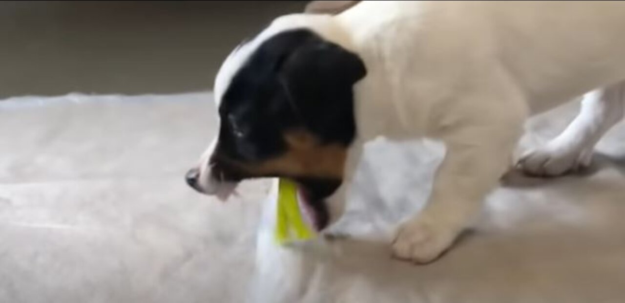 Puppy vomits surprising item at the vets
