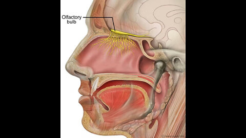 Dr. R. Blaylock - Aerosolized aluminum (in chemtrails) enter brain (2013)