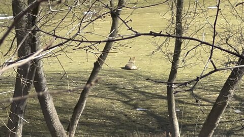 Coyote Lambtons golf course