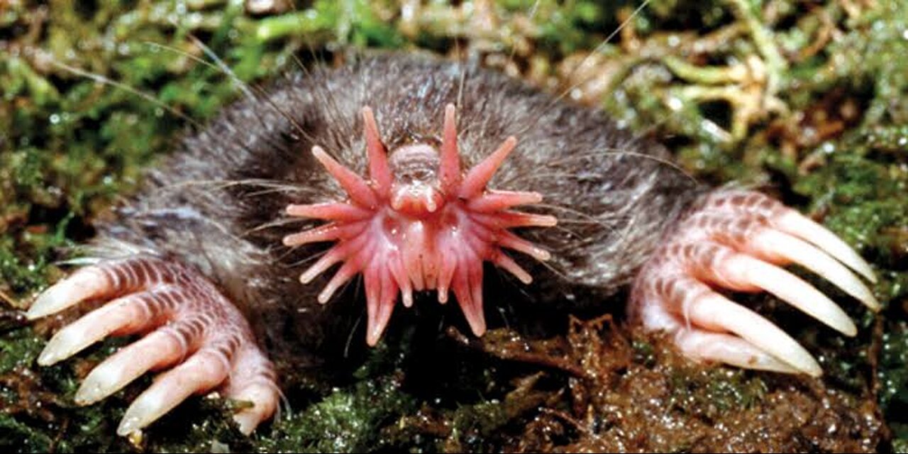 "Exploring the Fascinating Star-Nosed Mole: Nature's Sensory Marvel"