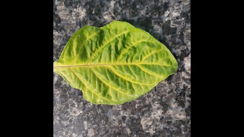 Aug 21st garden log