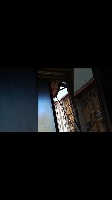 Crow asking for food near the window.