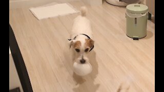 Jack Russell fetches bowl for dinner, puts it back when he's done