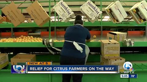 USDA approves $340M to help Florida citrus recover from Irma