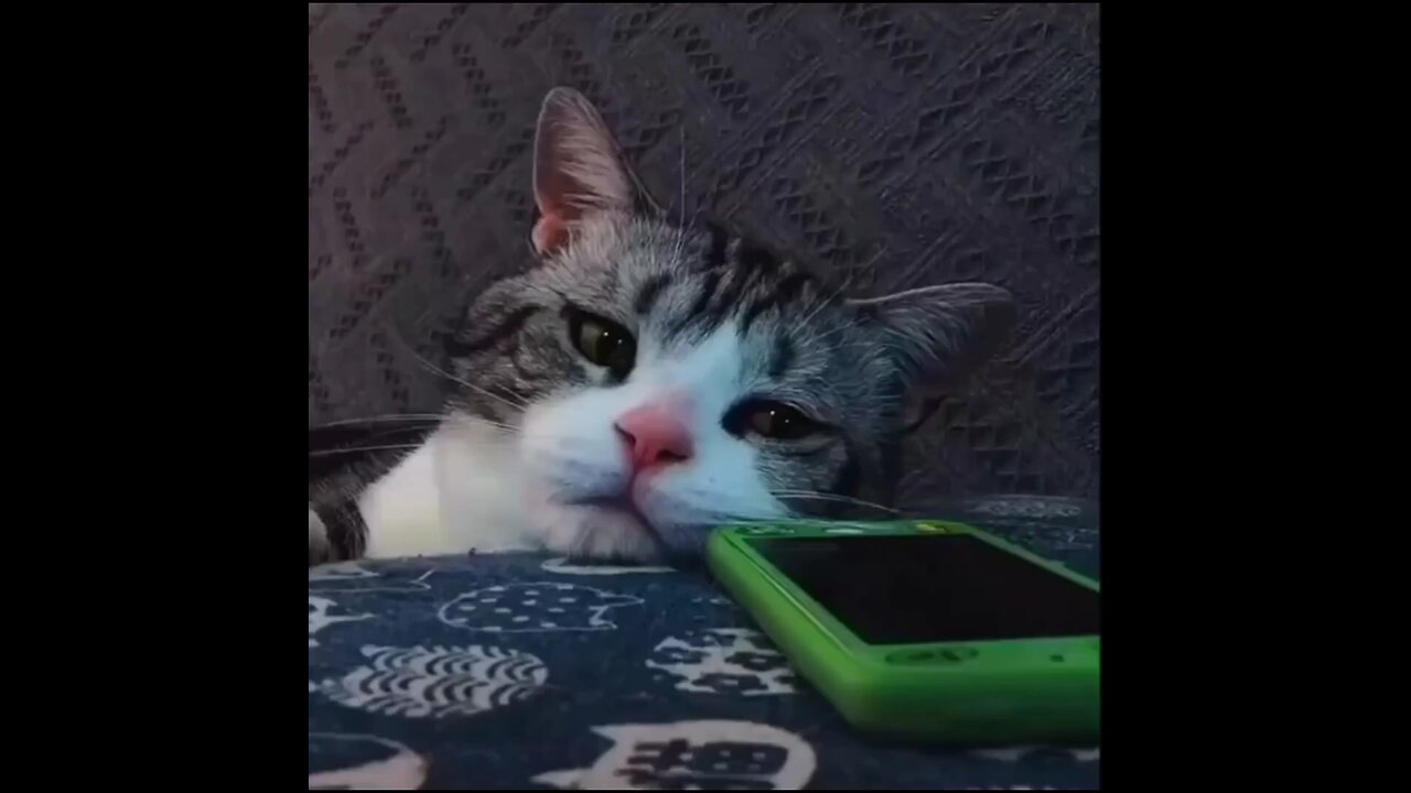 sad 😢 moments cat