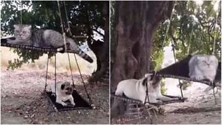 Pug and cat enjoying life on zip lines