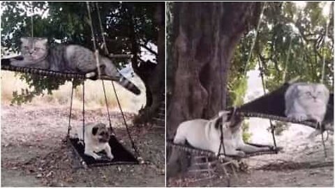 Pug and cat enjoying life on zip lines