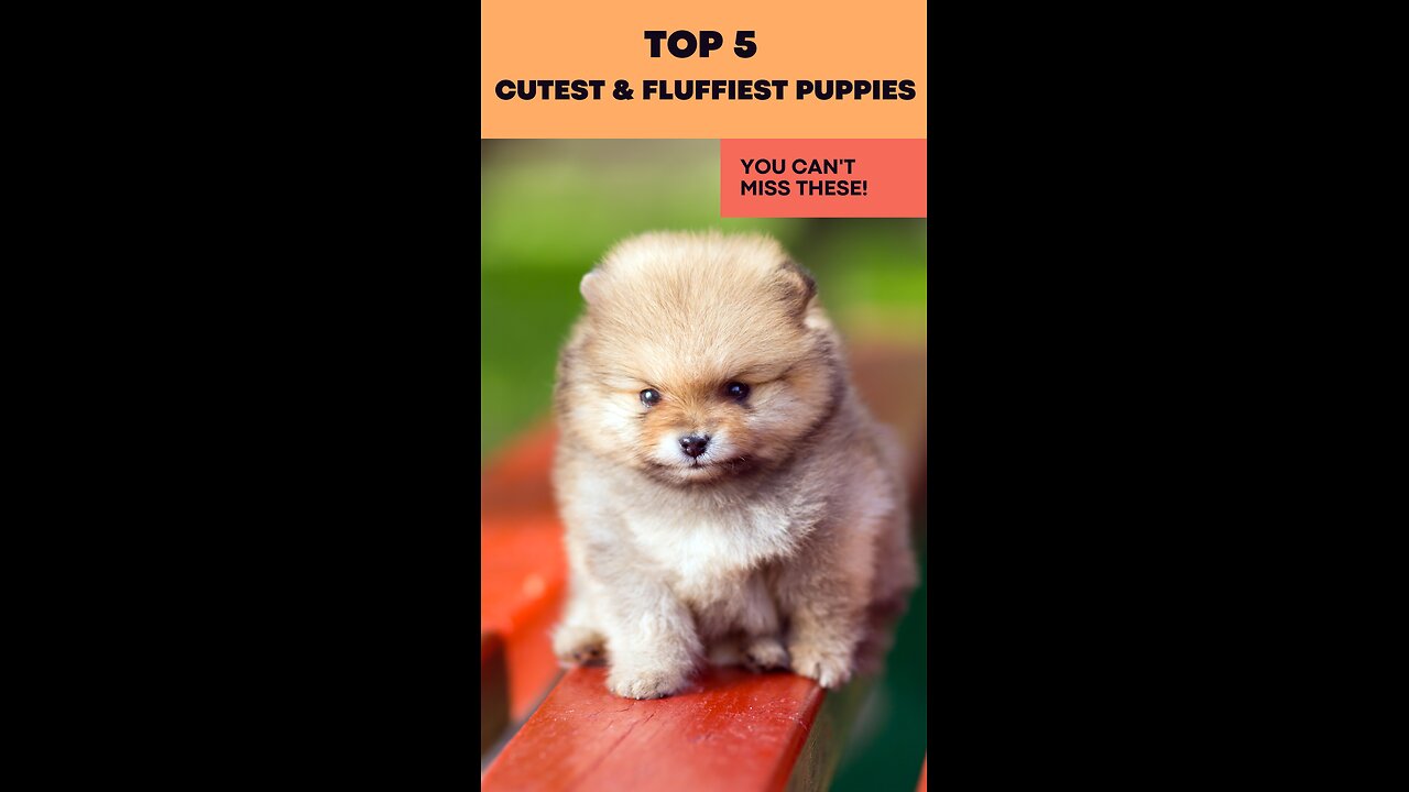 🐶Top 5 Cutest & Fluffiest Puppies 🐶 #shorts #cutepuppy #cuteanimals