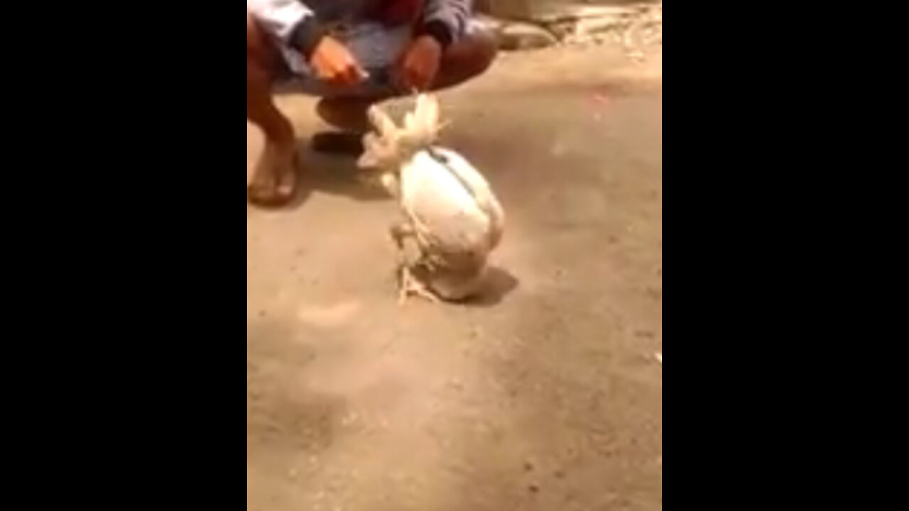 Cute, The Chicken Somersault !!! Make Lough Out Loud