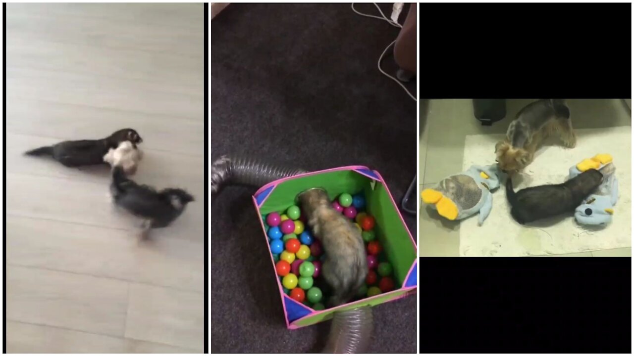 Ferret introduced to new Yorkie puppy addition