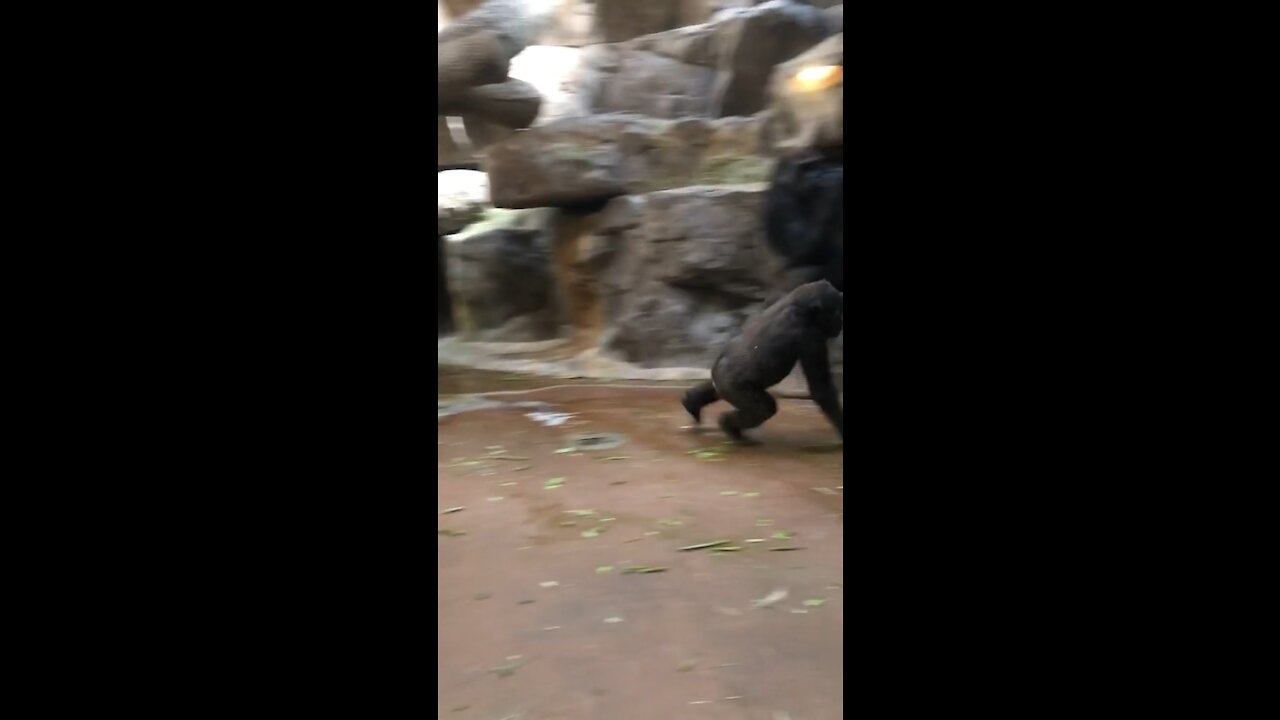 Fighting in zoo