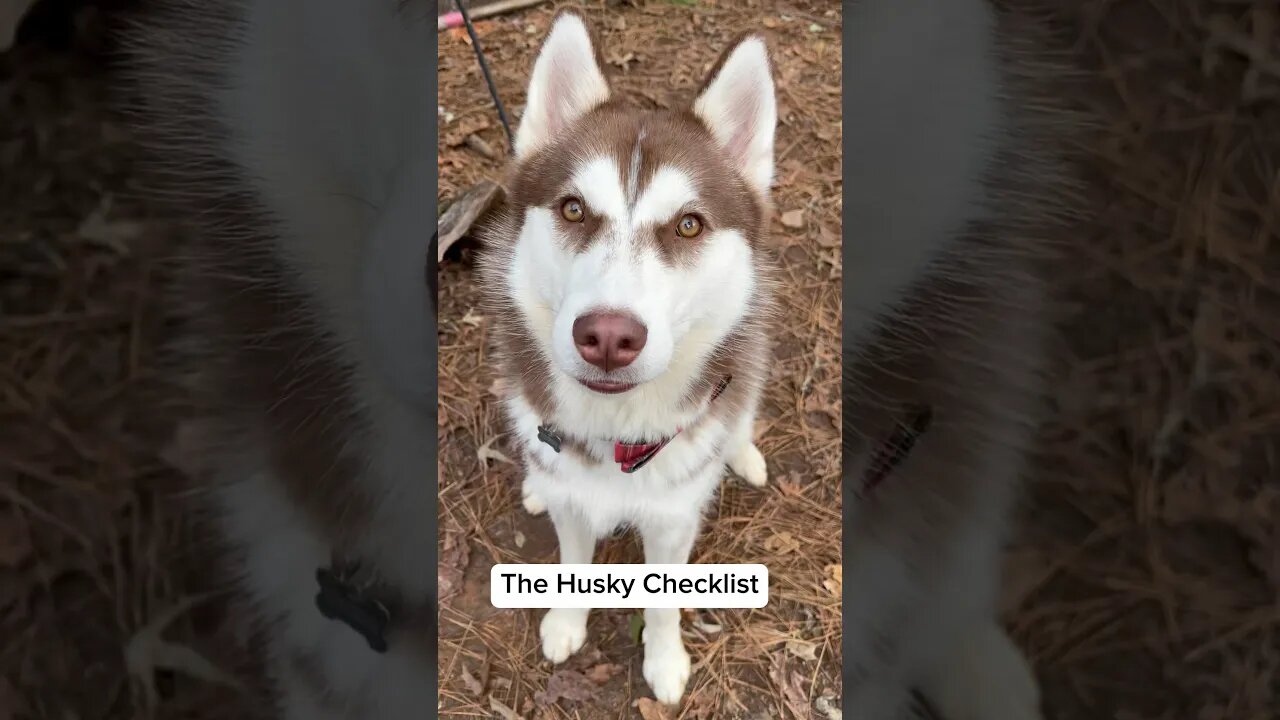 Siberian Husky Checklist ✅