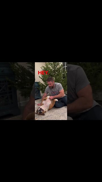 Don’t pee on the Christmas tree!