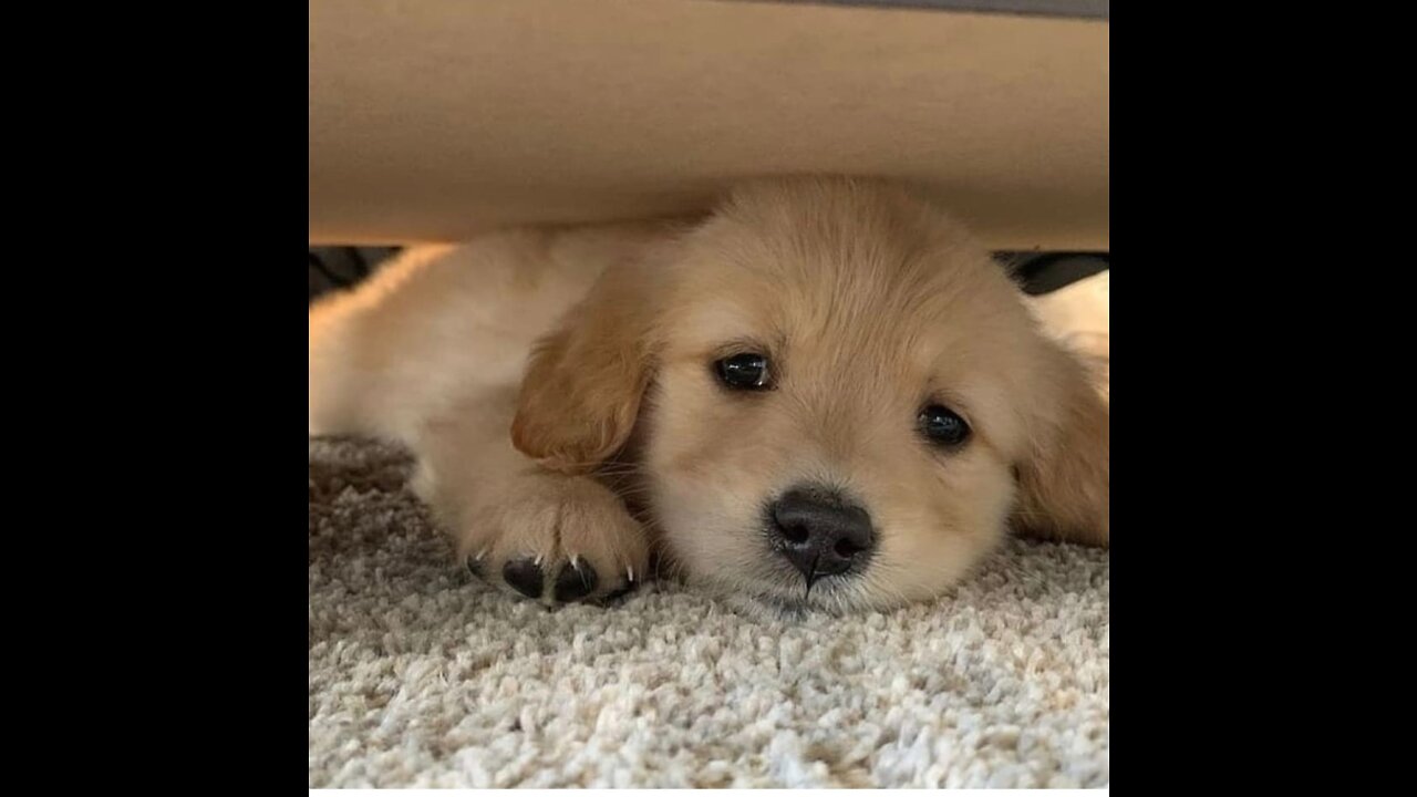Puppy Are Exited