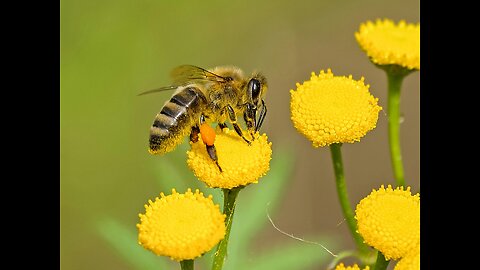 Are Bees Really Disappearing? The Shocking Truth !