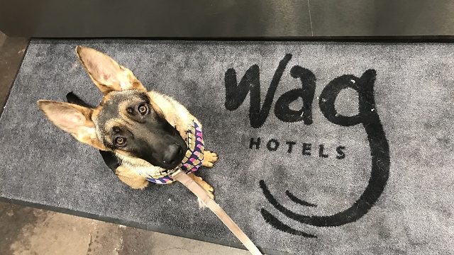 puppy excited to see mom after daycare