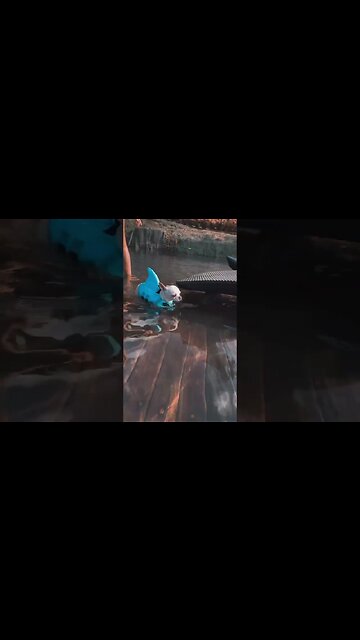 Who Knew a Puppy Could Be THIS Hilarious?