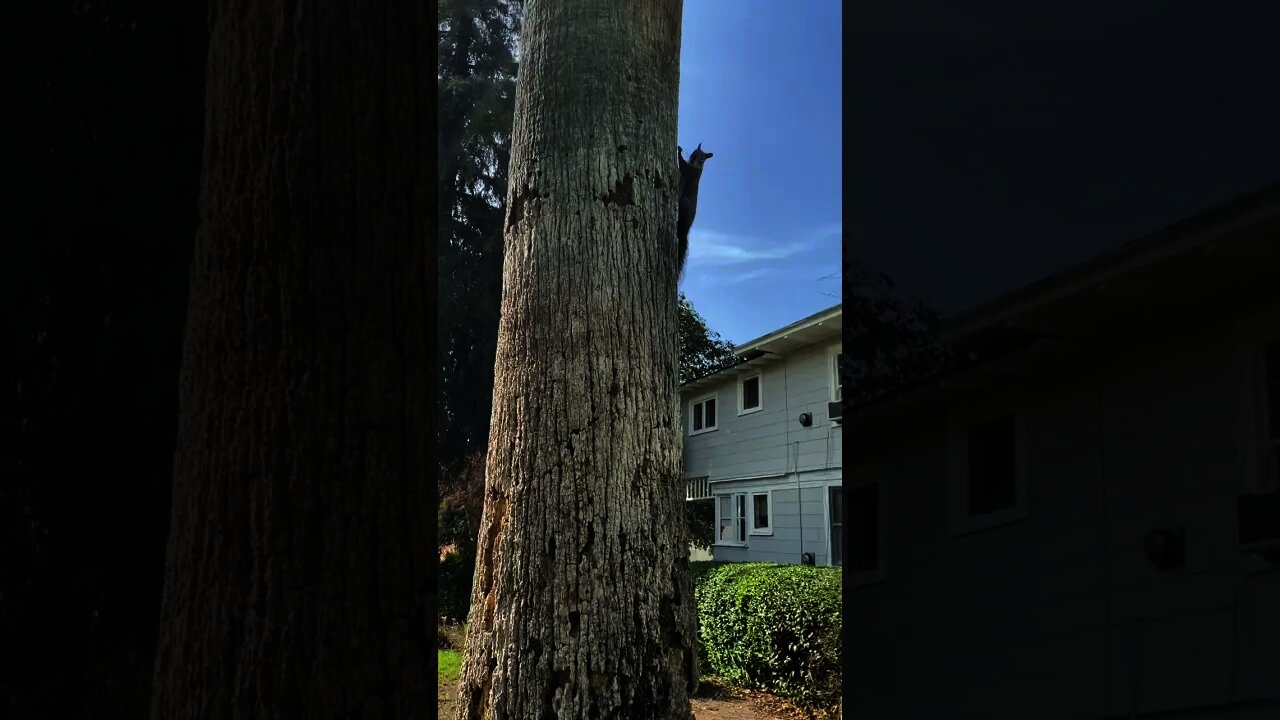 Western Gray Squirrel Climbing Up A Palm Tree