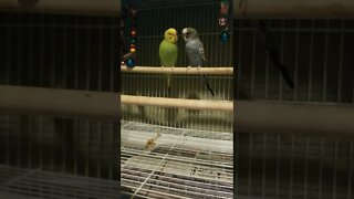 Budgie's Bad Romance 💛 #shorts #youtubeshorts #budgies #birds #parakeets #parrots #animallover