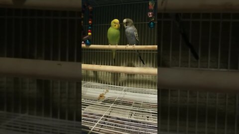 Budgie's Bad Romance 💛 #shorts #youtubeshorts #budgies #birds #parakeets #parrots #animallover