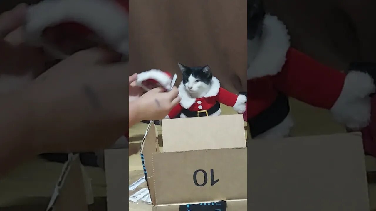 Scarlett Dresses Her Cat in a Santa Outfit lol