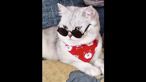 Cute cat wearing glasses