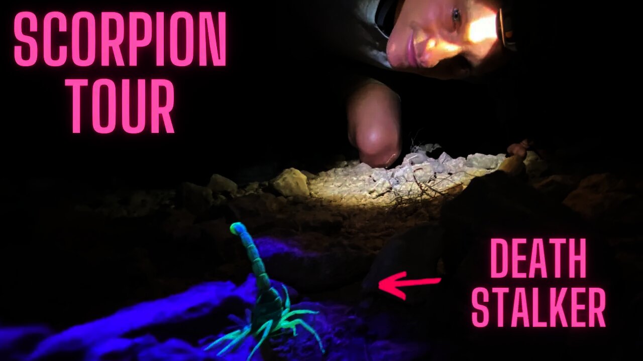 SCORPION TOUR in the Israeli desert