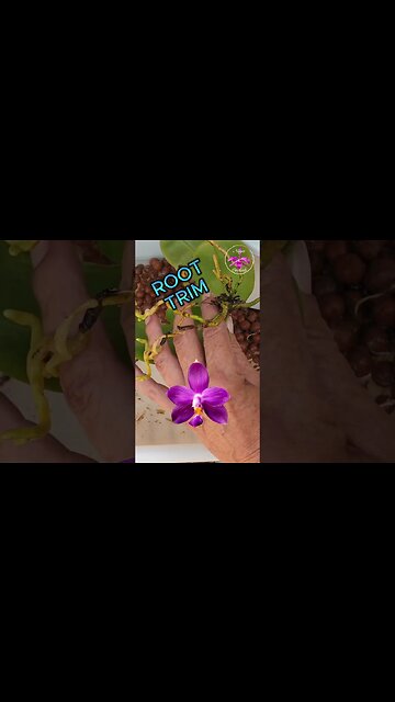 STEM ROT RESCUE Potting Up Phalaenopsis Securing Aerial Root in Pot #ninjaorchids #shorts