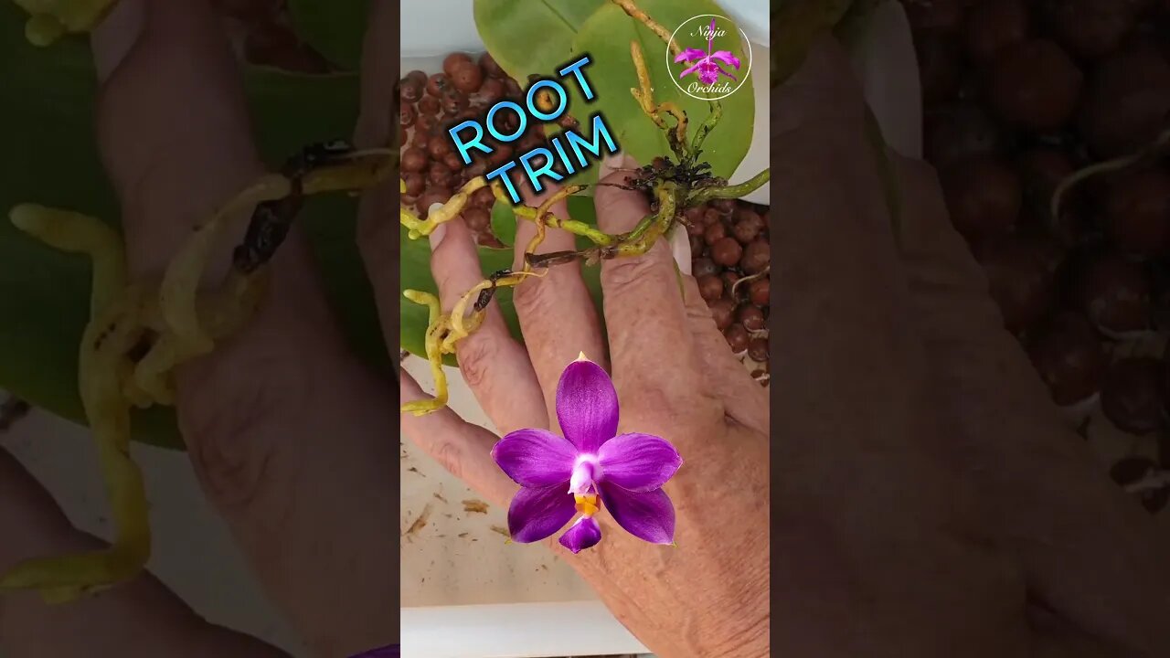 STEM ROT RESCUE Potting Up Phalaenopsis Securing Aerial Root in Pot #ninjaorchids #shorts