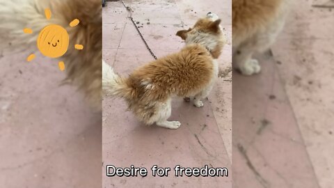 Desire for freedom