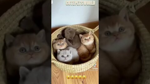 Cute and funny cat videos/#kitten #cat #kitty #funny kitten #funnycat #trending #shorts #tiktok (4)