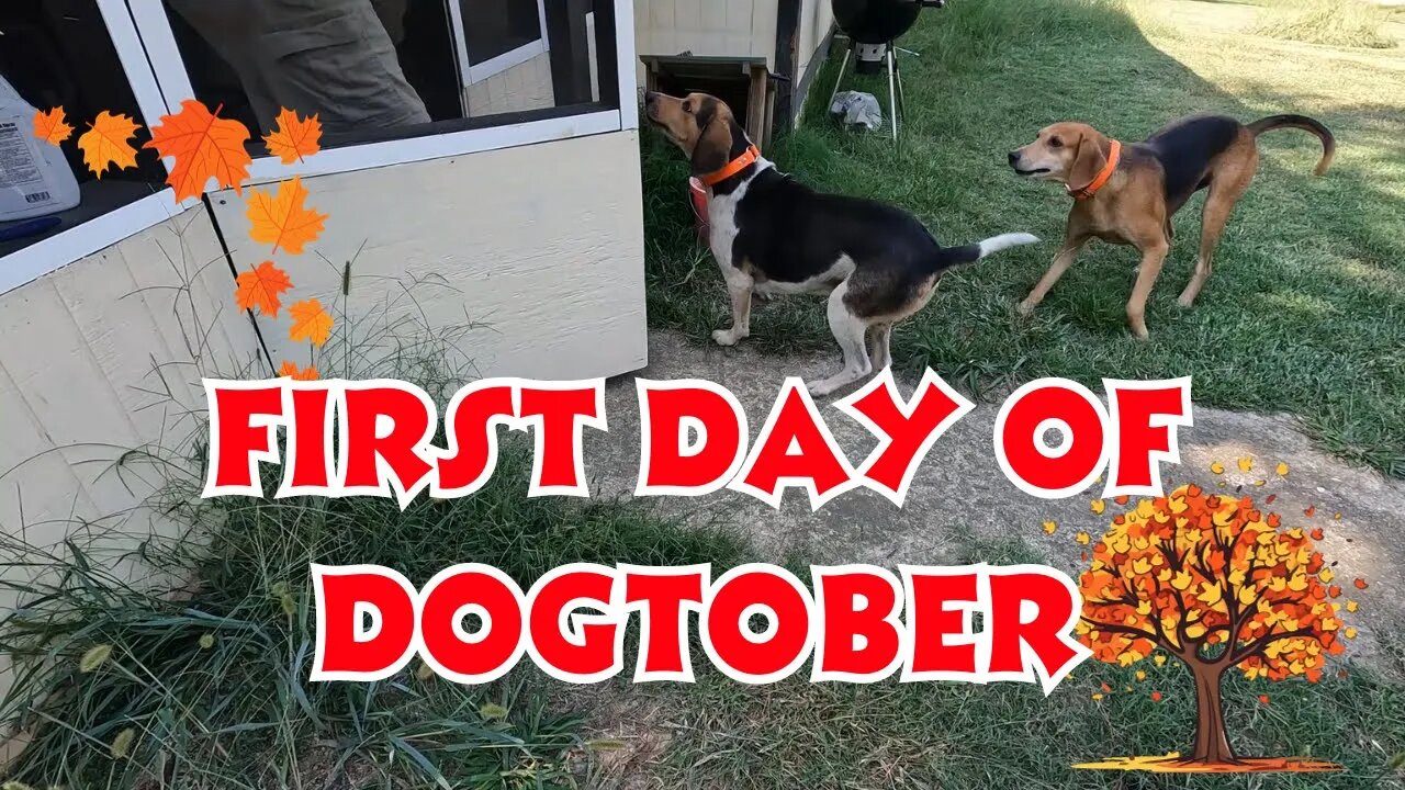 Its Not Off To A Good Start! 31 Days Of Videos Begins./Dogtober 2023/Day 1