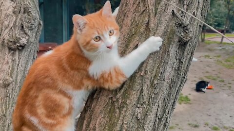 Cat Playing on a Tree Trunk