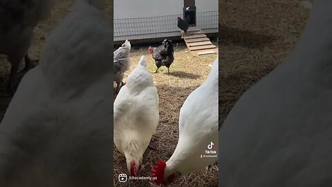 Training puppies with chickens. #malinoislovers