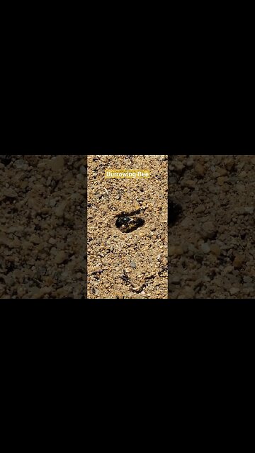 Burrowing Bee 🐝 #dig #burrow #mining #bee #insect