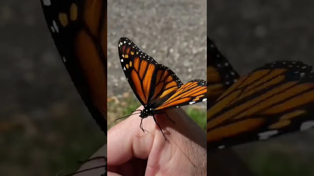 monarch butterfly landed #monarchbutterfly #butterfly #endangeredanimals #viral #monarchbutterflies