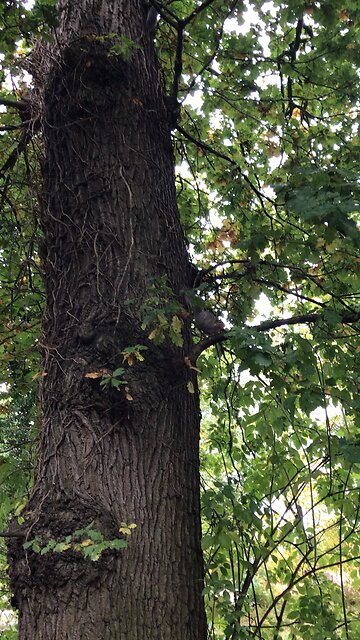 Squirrel 30/10/2023 🏴󠁧󠁢󠁷󠁬󠁳󠁿🇬🇧