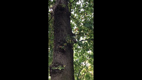 Squirrel 30/10/2023 🏴󠁧󠁢󠁷󠁬󠁳󠁿🇬🇧