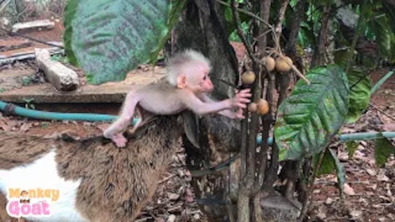 Baby goat helps baby monkey get fruit from the tree