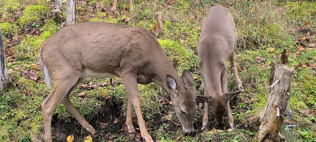 Deer come out after first snow