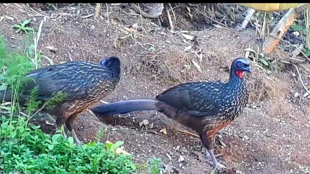 Jacu na terra em busca de alimentos Jacuaçu jacuguaçu, guans