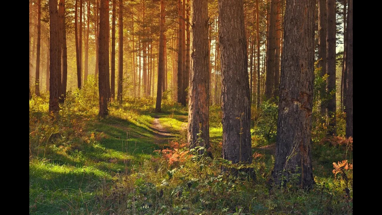 Relaxing Music---Sound Ambience 1---3 Hours!!!